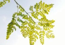 முருங்கை கீரையும் அம்புஜம் மாமியும்|ரா. ஷர்மிளா முருங்கை கீரையும் அம்புஜம் மாமியும் - ரா. ஷர்மிளா