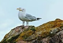 Tamilvidu Thoothil Ilakkana Seithigal|M.Priyanka தமிழ்விடு தூதில் இலக்கணச் செய்திகள்