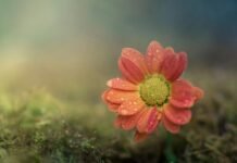 Prabanchan Puthinagalil Panmuga Nokku|N.Ekambal Latha