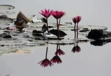 Natrinaiyil Uvamaikal|Dr.C.Ramamirtham