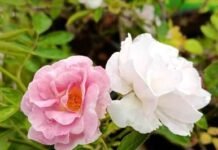 Kulanthai Ilakkiyam Sollum Neethigal – Thinamalar Siruvar Malarai Munvaiththu|Dr N.Paramasivam