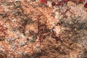 நாகப் புடவு